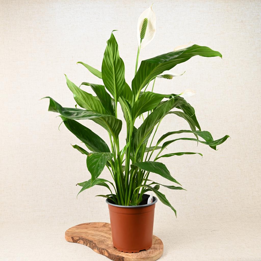 Peace Lily