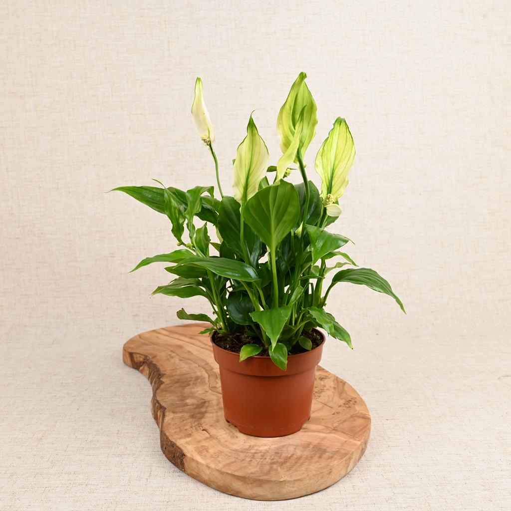 Peace Lily