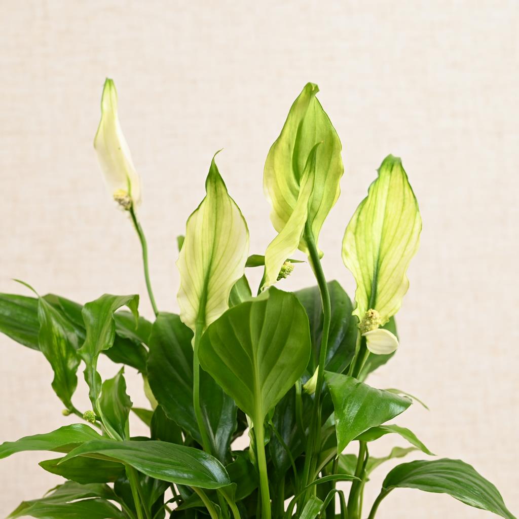 Peace Lily
