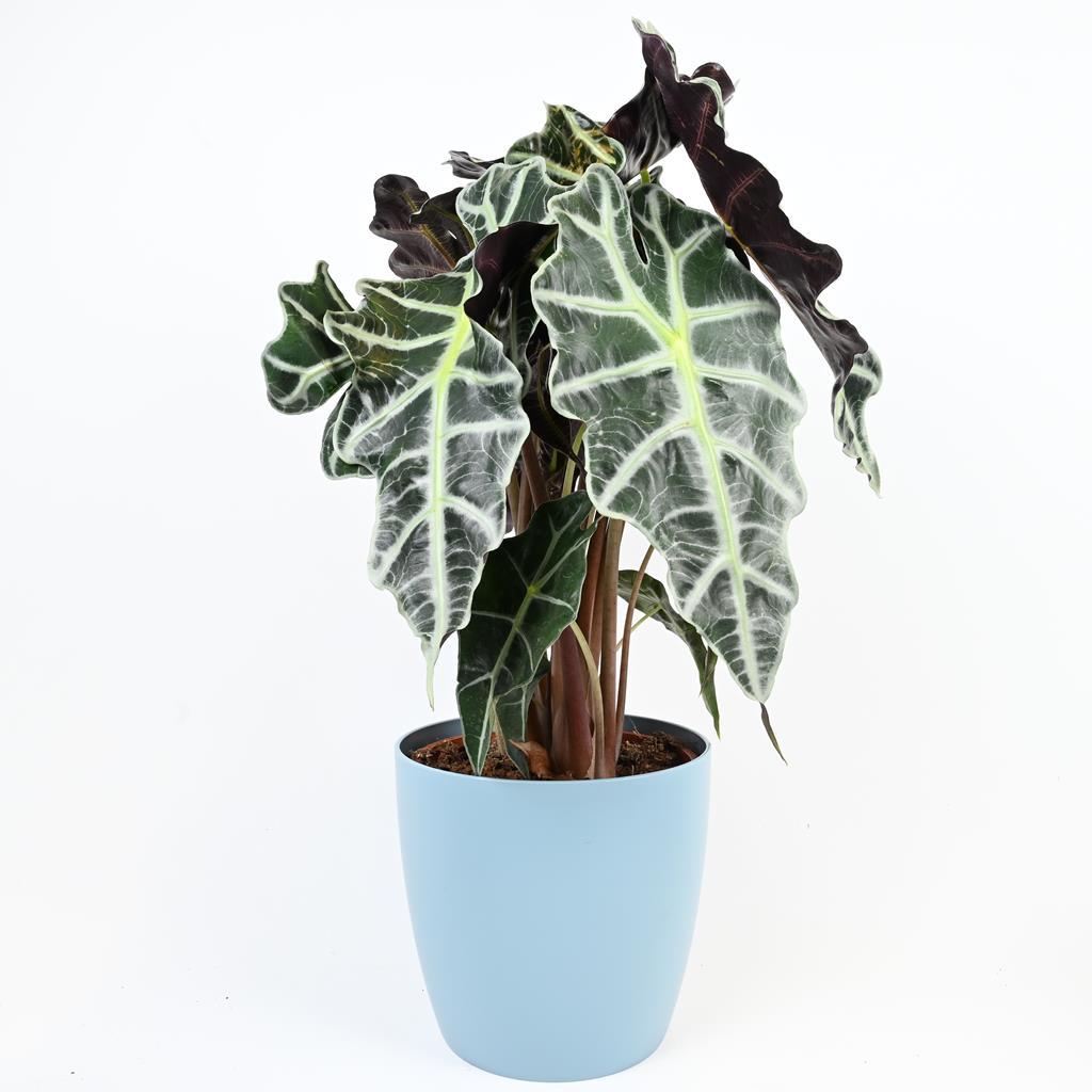 Alocasia Polly 'African Mask Plant' 20-40cm