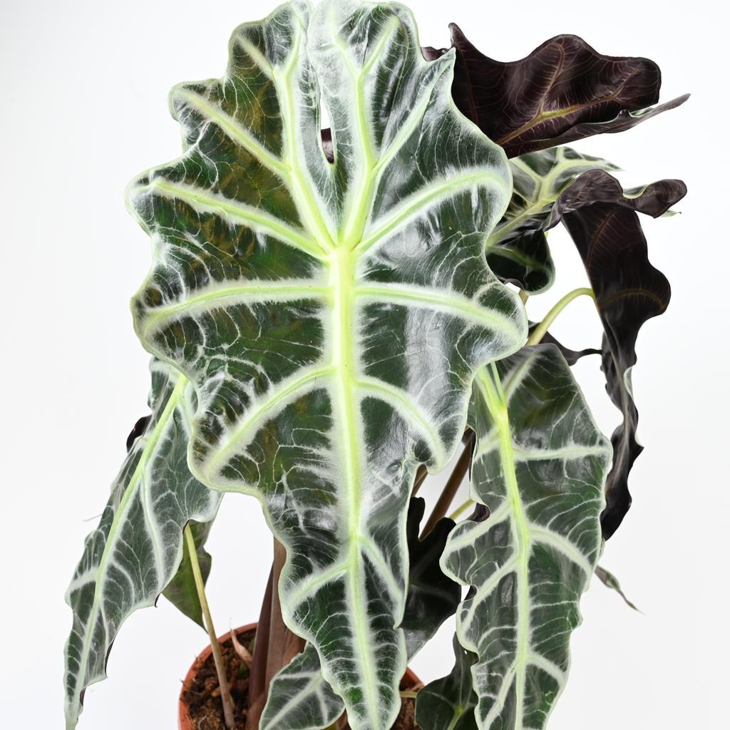 Alocasia Polly 'African Mask Plant' 20-40cm