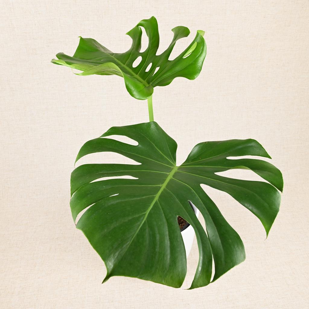 Swiss Cheese Plant XL Leaves