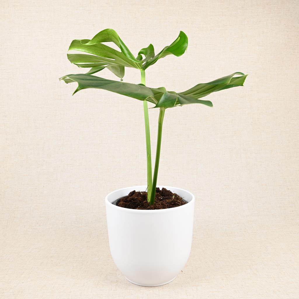 Swiss Cheese Plant XL Leaves