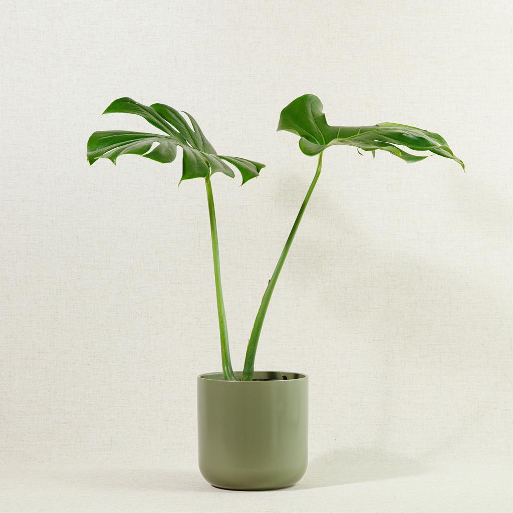 Swiss Cheese Plant XL Leaves