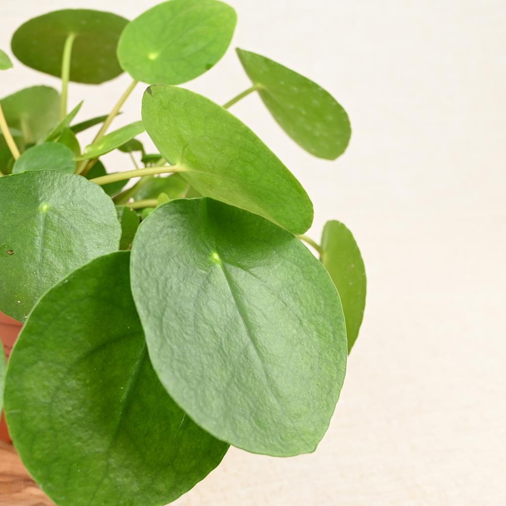 Chinese Money Plant