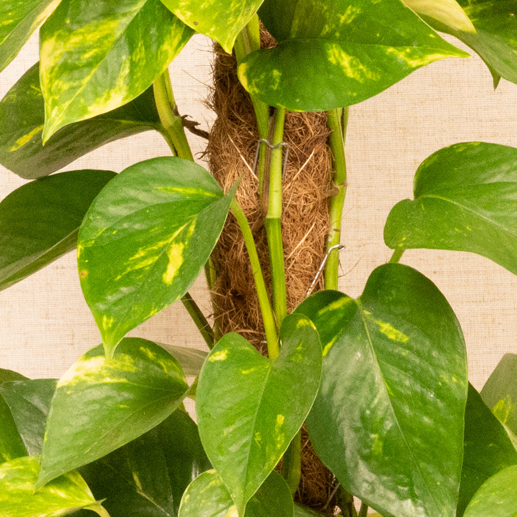 Epipremnum Aureum Golden Pothos 40-60cm