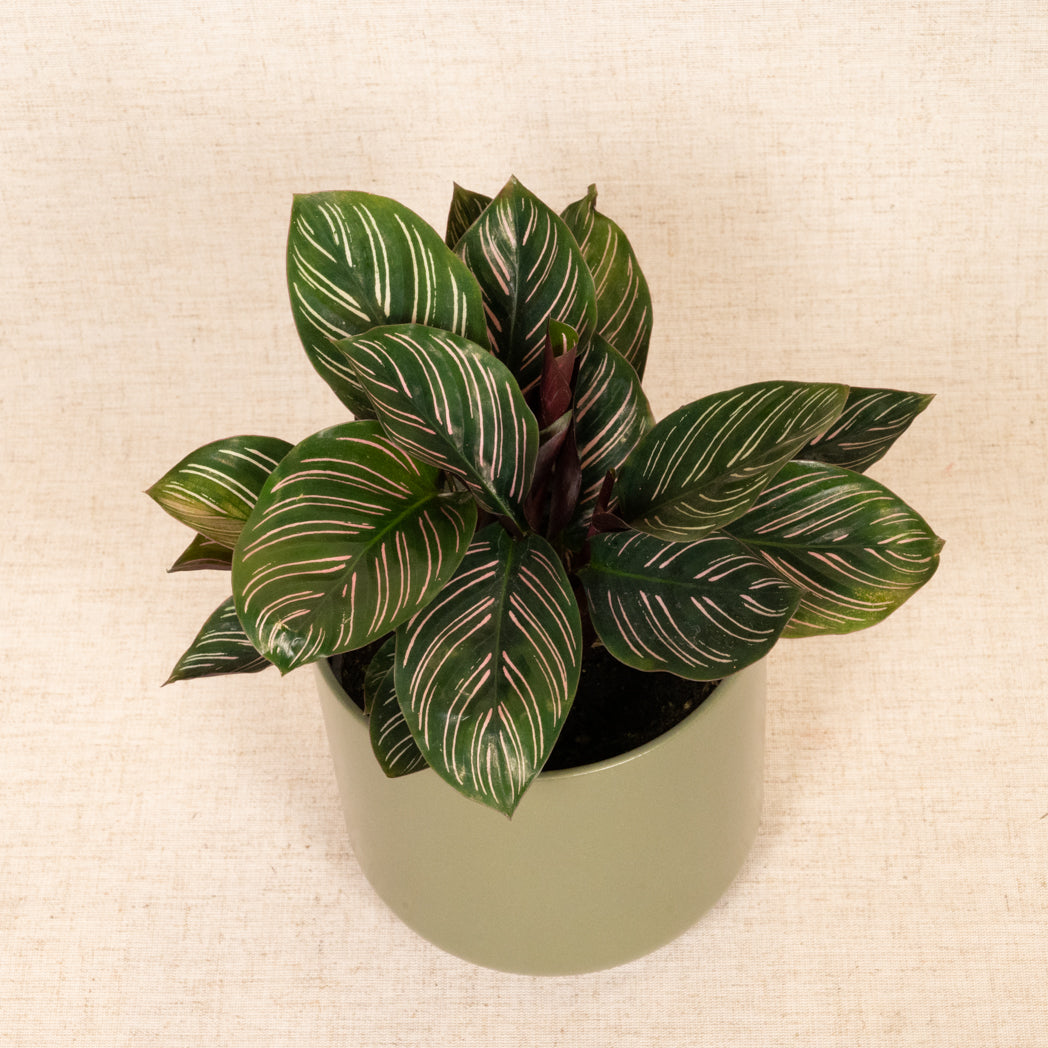 Calathea Ornata 'Pinstripe' 20-40cm
