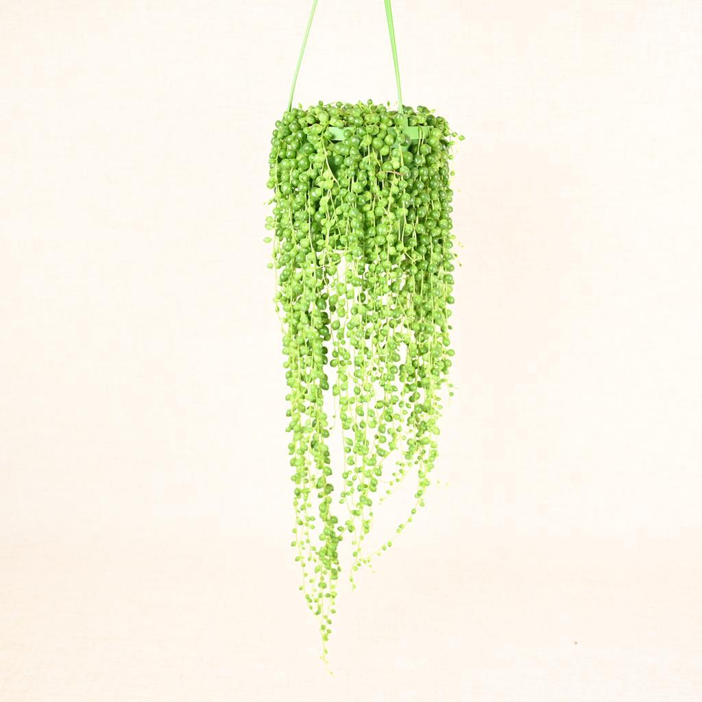 String of Pearls