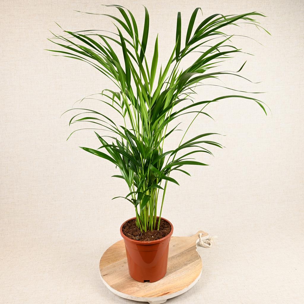 Areca Palm | 70cm