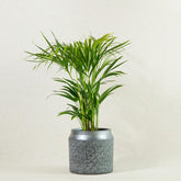 Areca Palm | 70cm