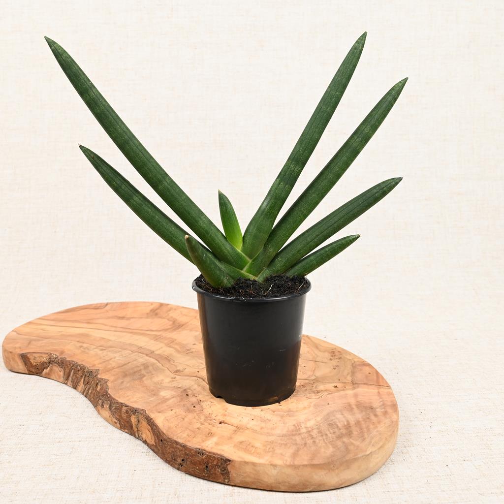 Snake Plant Tiara Emerald 20-40cm