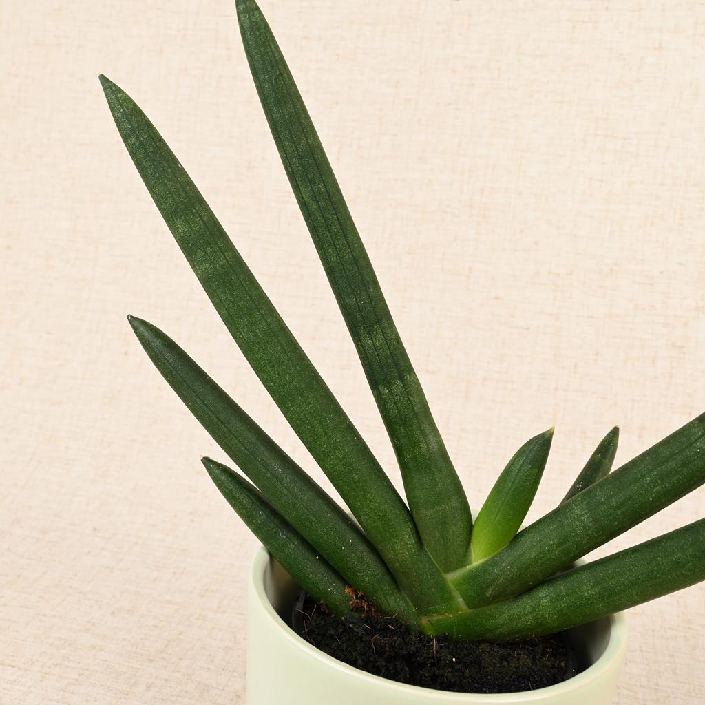Snake Plant Tiara Emerald 20-40cm