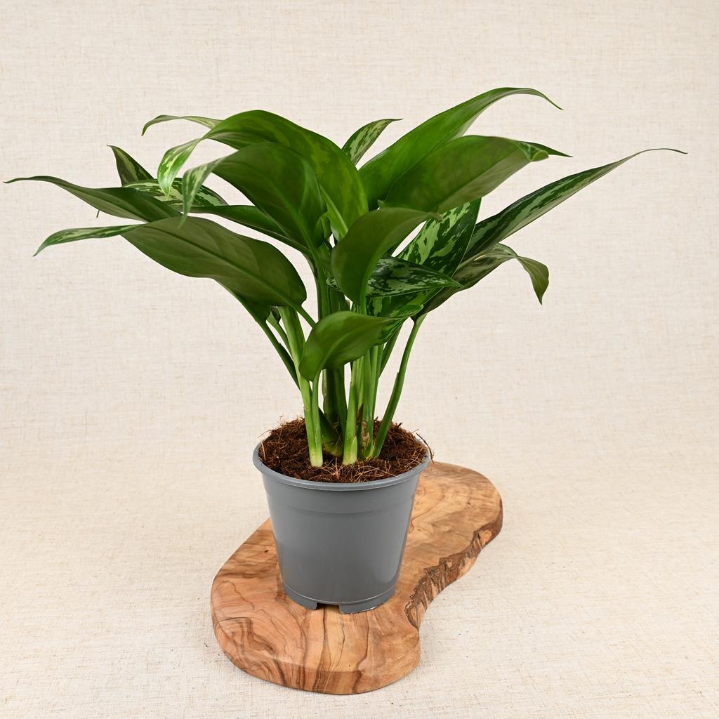 Aglaonema Tigres ‘Silver Chinese Evergreen’ 40-60cm