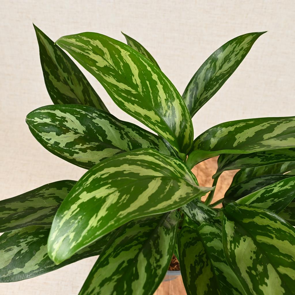 Aglaonema Tigres ‘Silver Chinese Evergreen’ 40-60cm