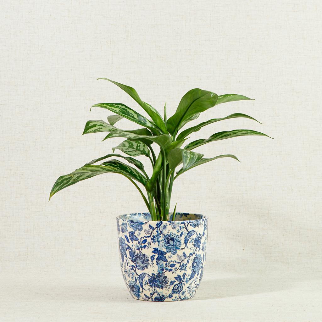 Aglaonema Tigres ‘Silver Chinese Evergreen’ 40-60cm