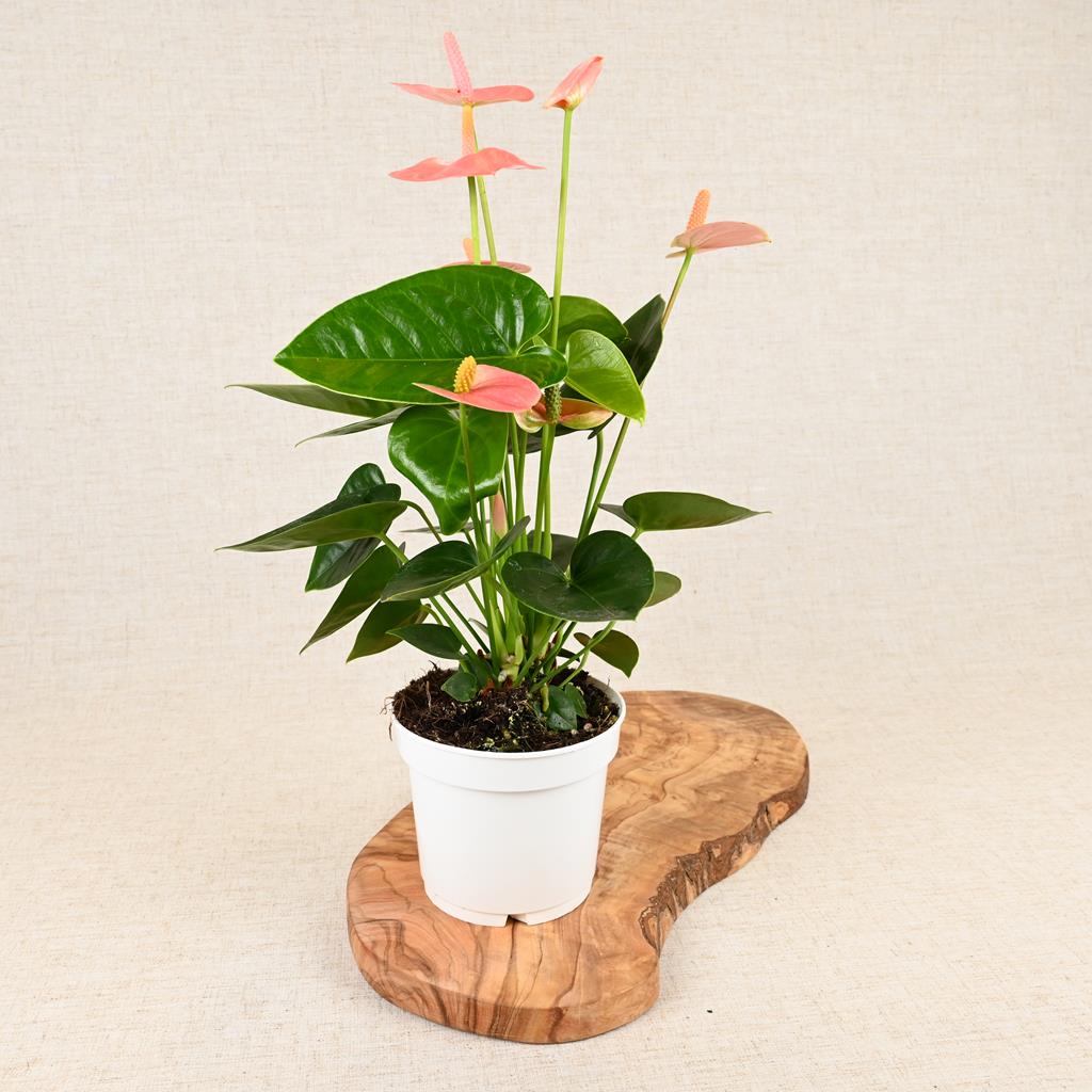 Anthurium Champion Pink 'Flamingo Flower' 40-60cm