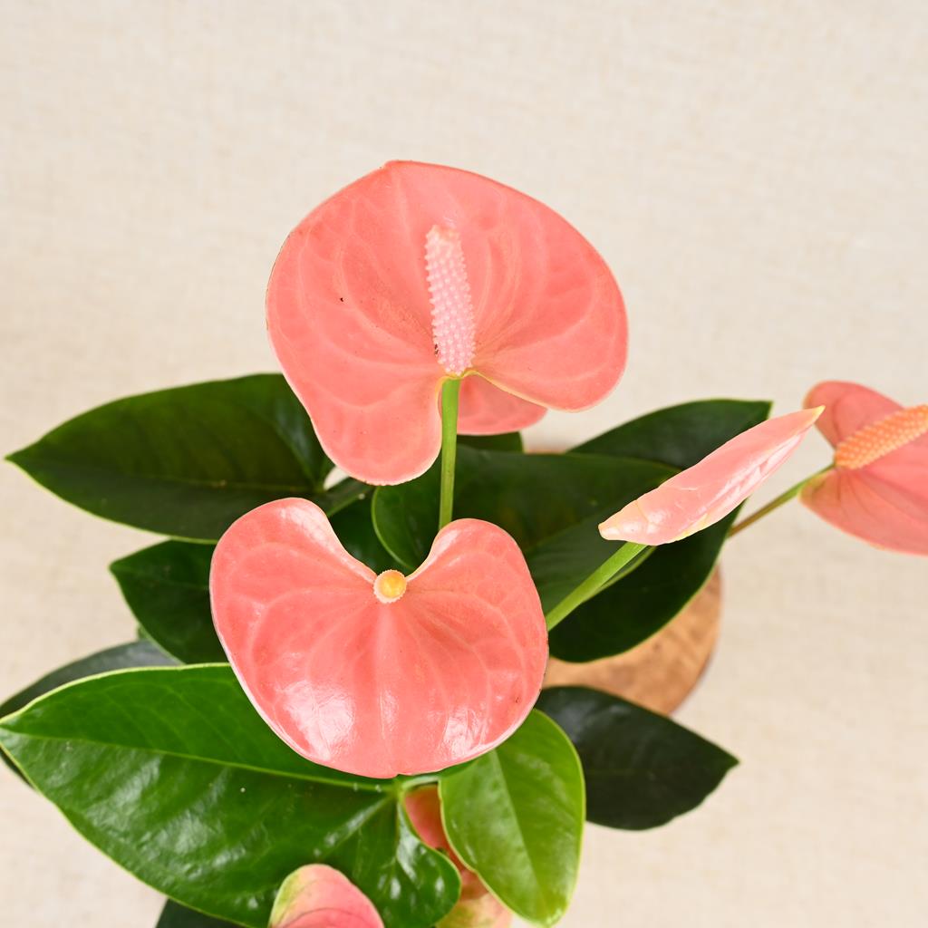 Anthurium Champion Pink 'Flamingo Flower' 40-60cm