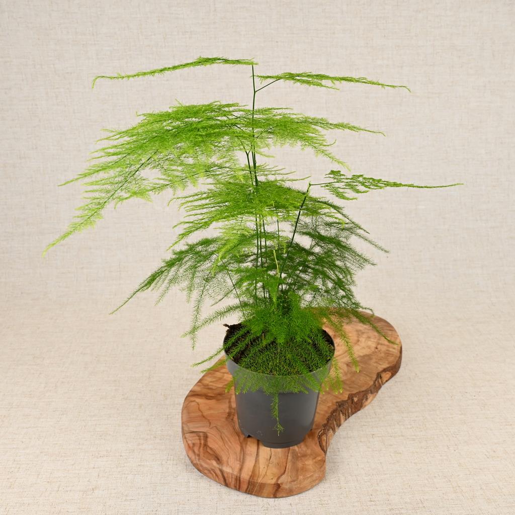 Asparagus setaceus 'Asparagus Fern' 20-40cm