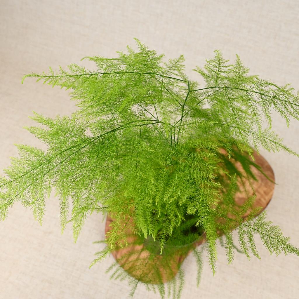 Asparagus setaceus 'Asparagus Fern' 20-40cm