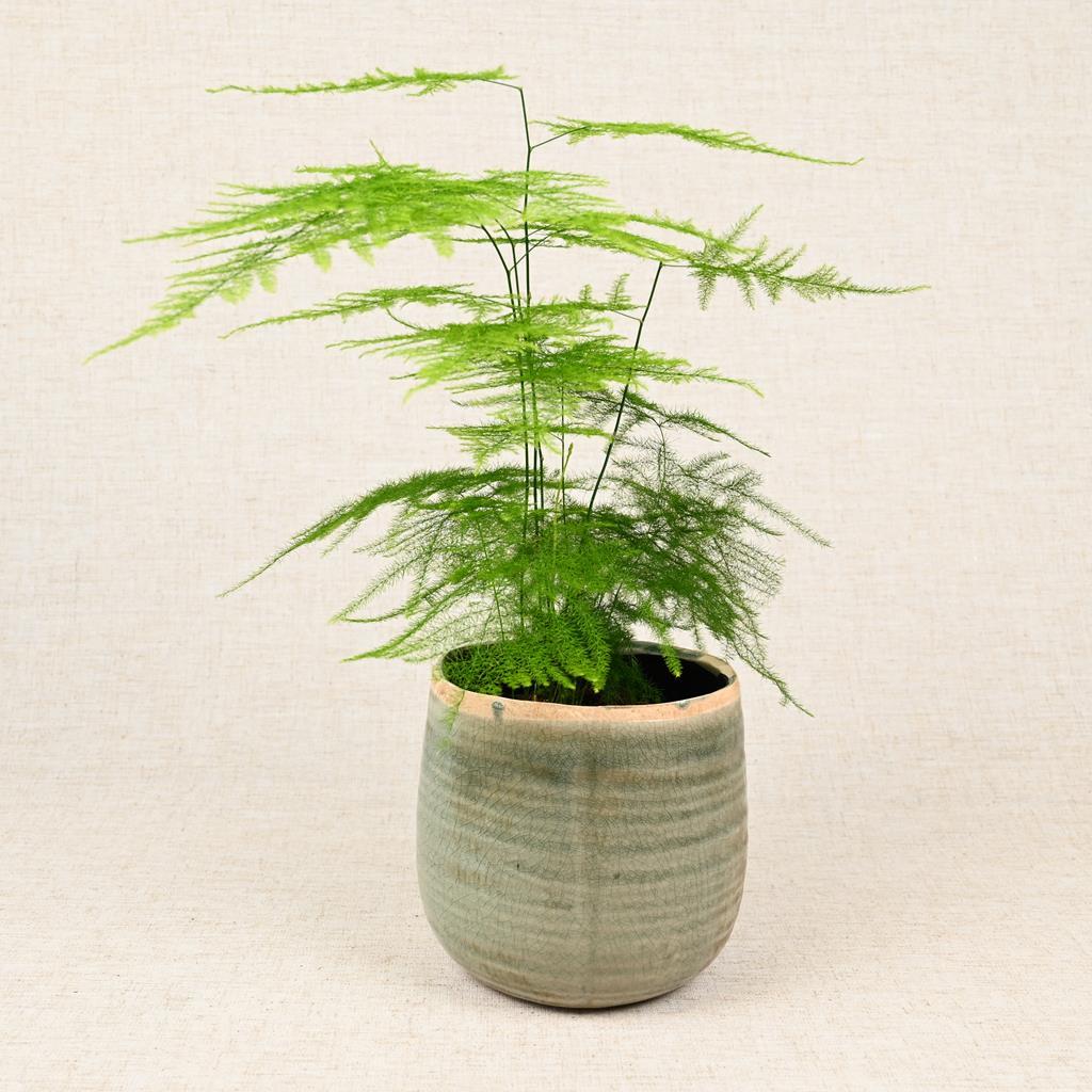 Asparagus setaceus 'Asparagus Fern' 20-40cm
