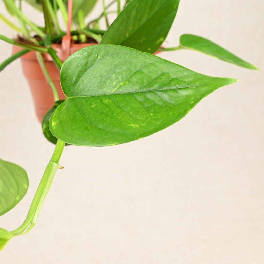 Hanging Epipremnum Aureum 'Golden Pothos'