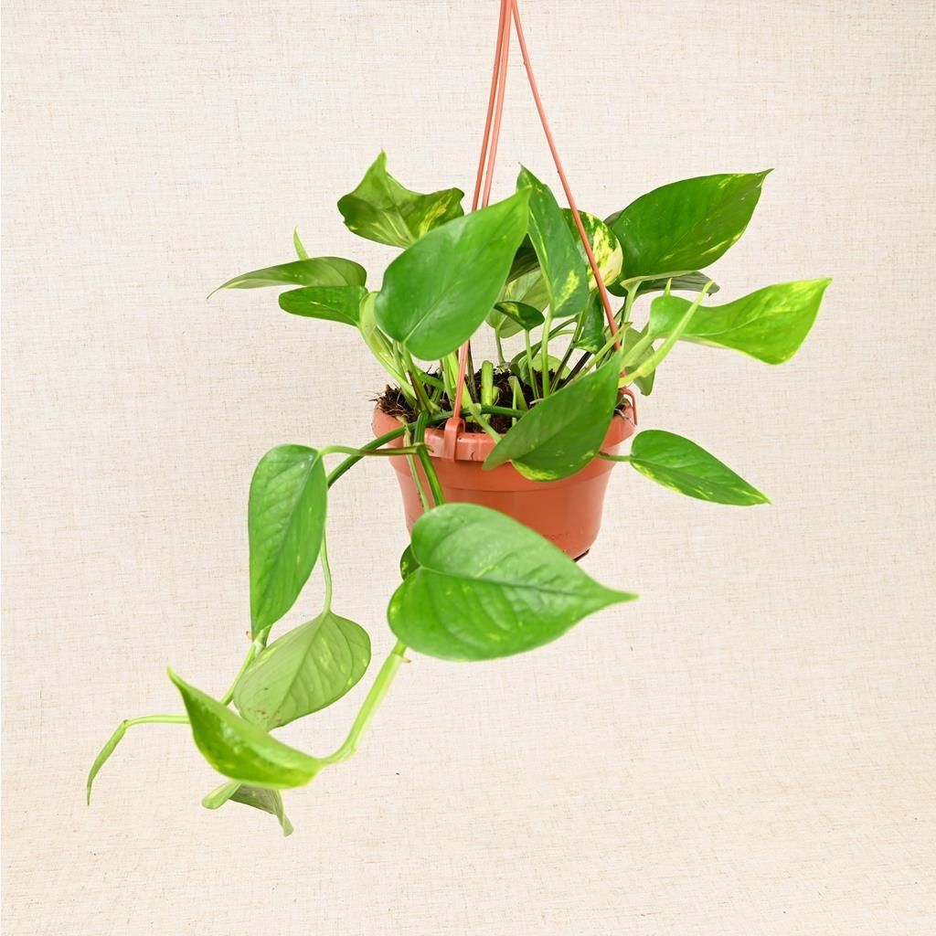 Hanging Epipremnum Aureum 'Golden Pothos'