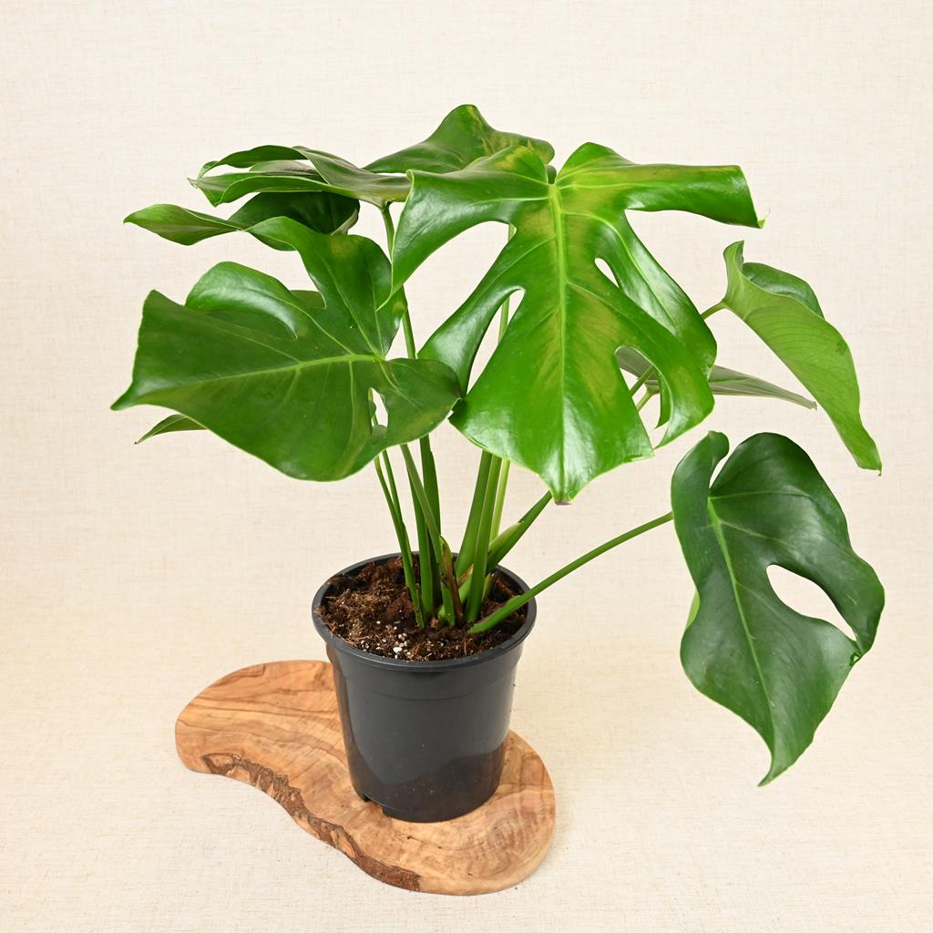 Monstera Deliciosa 'Swiss Cheese Plant' 40-60cm
