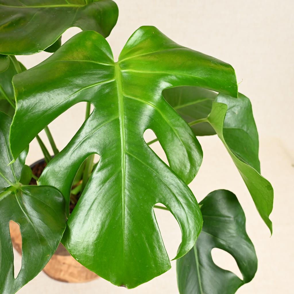 Monstera Deliciosa 'Swiss Cheese Plant' 40-60cm