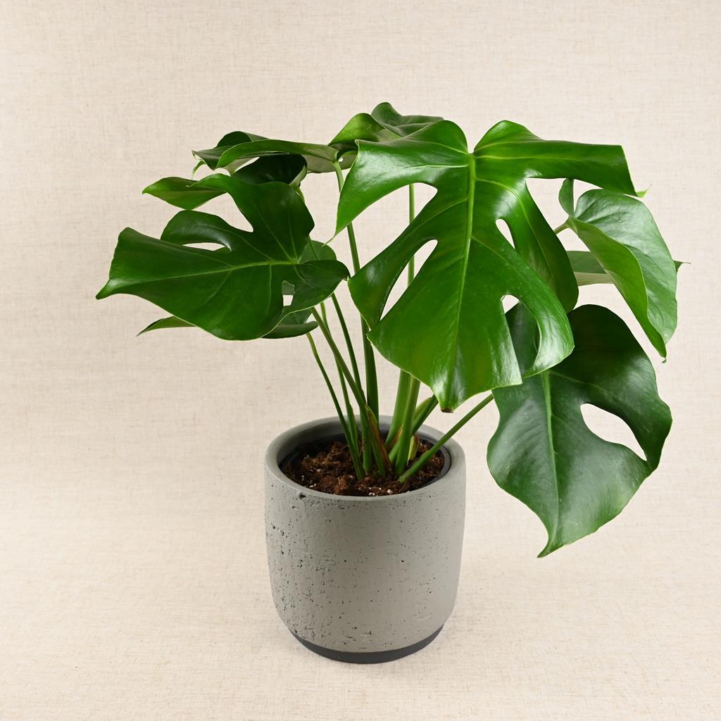 Monstera Deliciosa 'Swiss Cheese Plant' 40-60cm