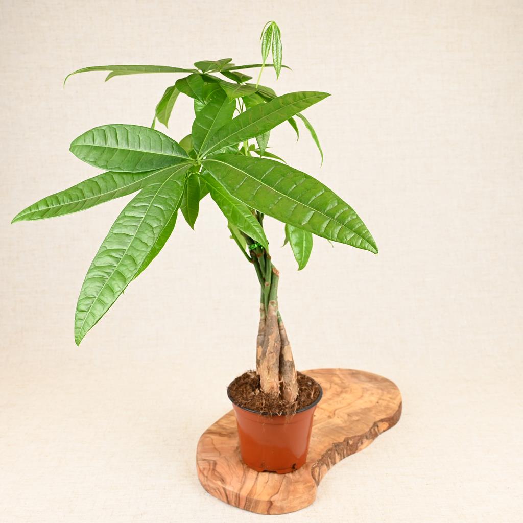 Pachira aquatica 'Money Tree' 40-60cm