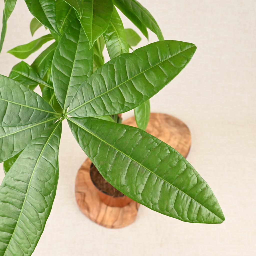 Pachira aquatica 'Money Tree' 40-60cm