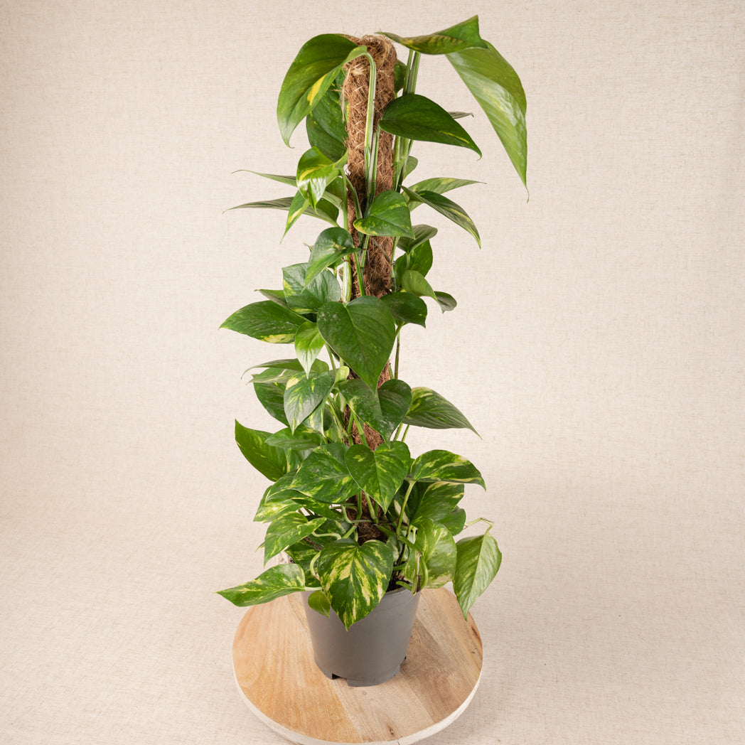 Epipremnum Aureum Golden Pothos 80cm