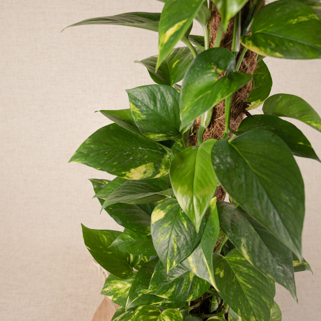 Epipremnum Aureum Golden Pothos 80cm