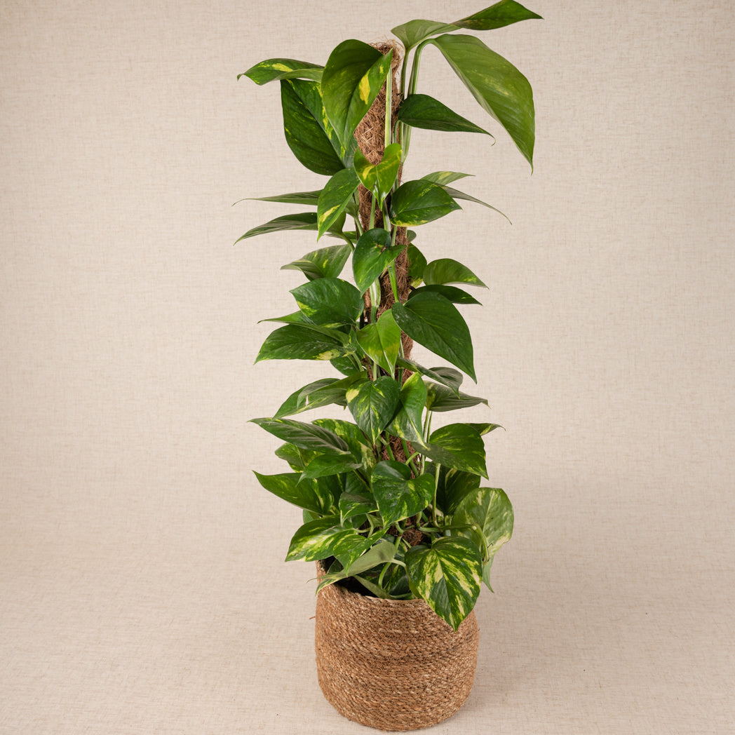 Epipremnum Aureum Golden Pothos 80cm