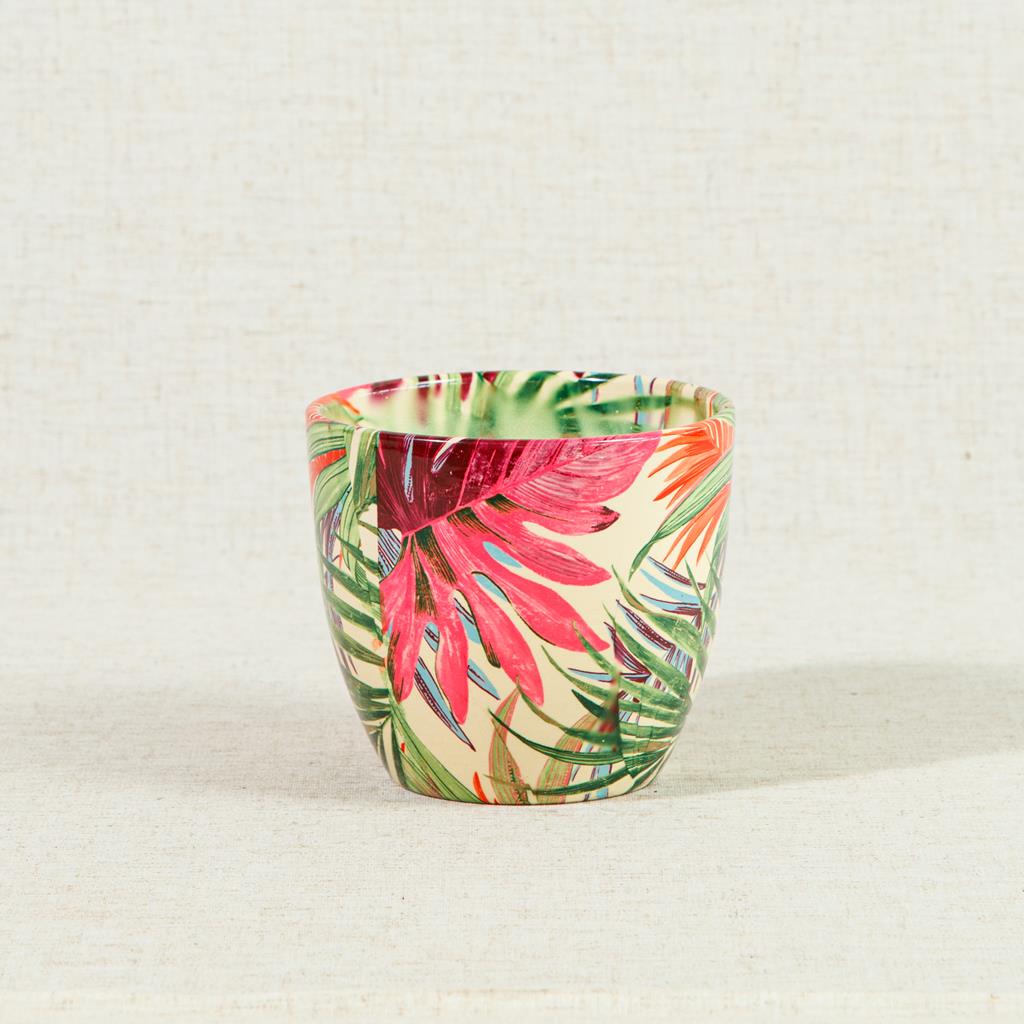 Monza Tropical 12cm