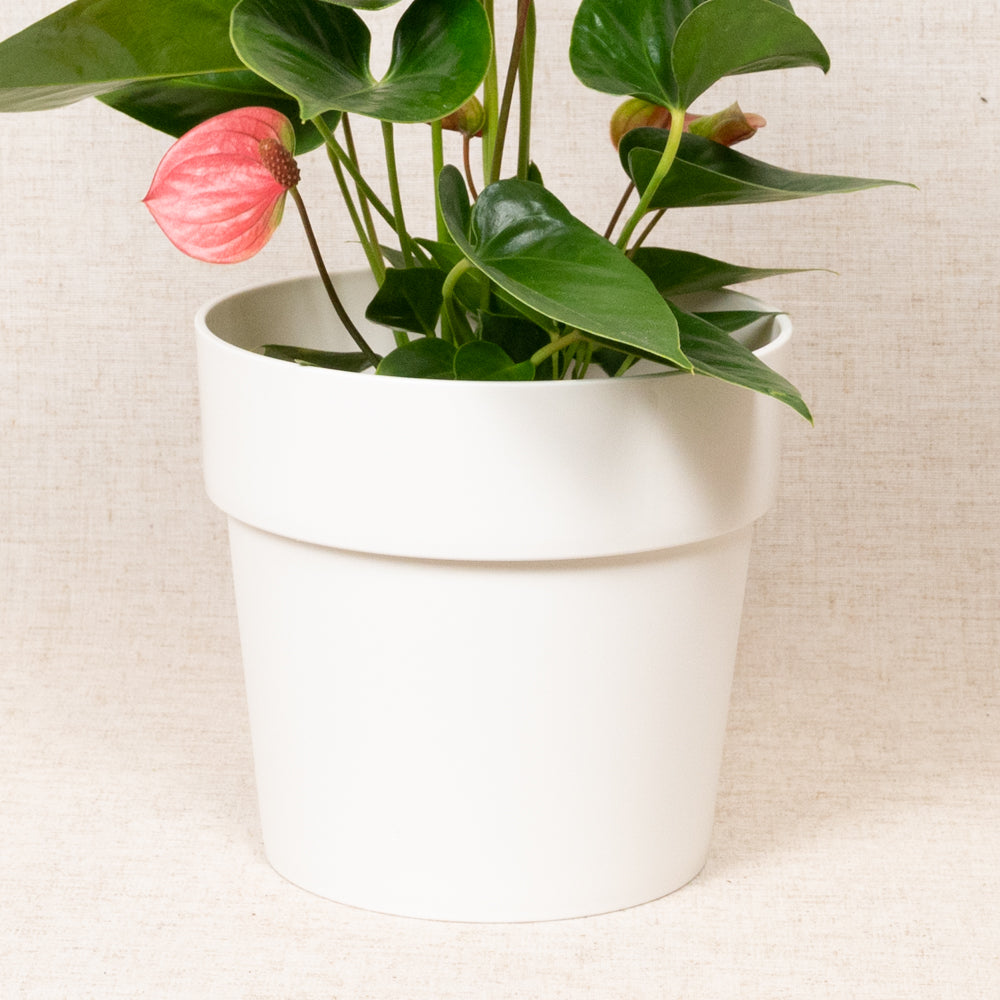 B.For Original Round White 18cm