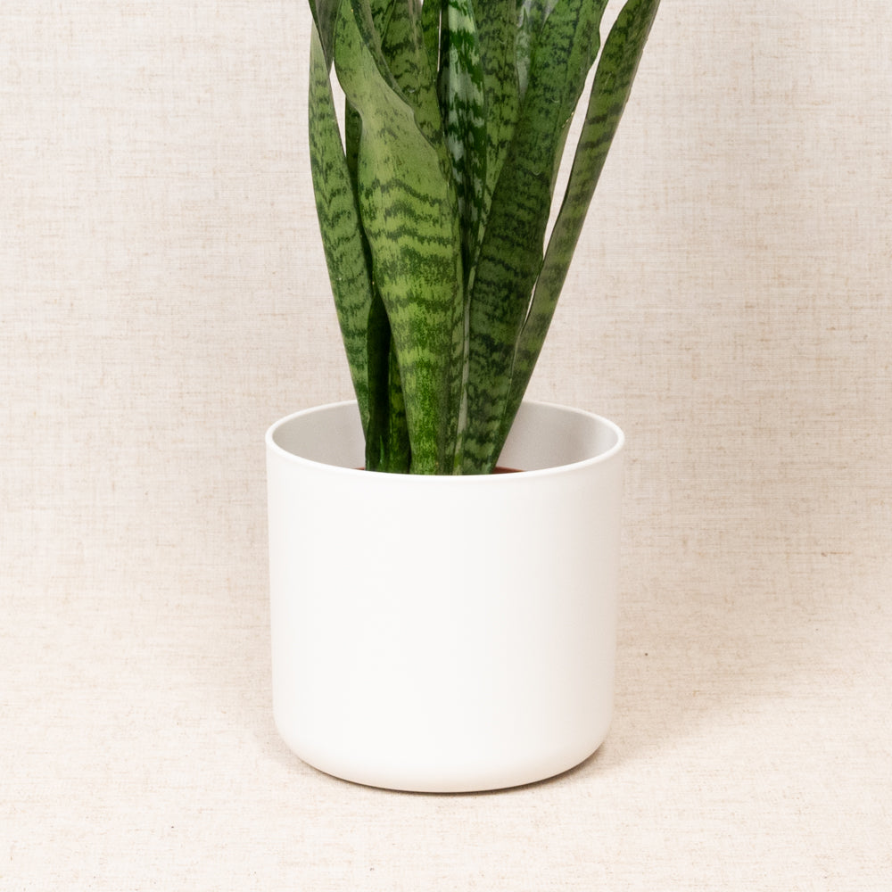 B.For Soft Round White 14cm