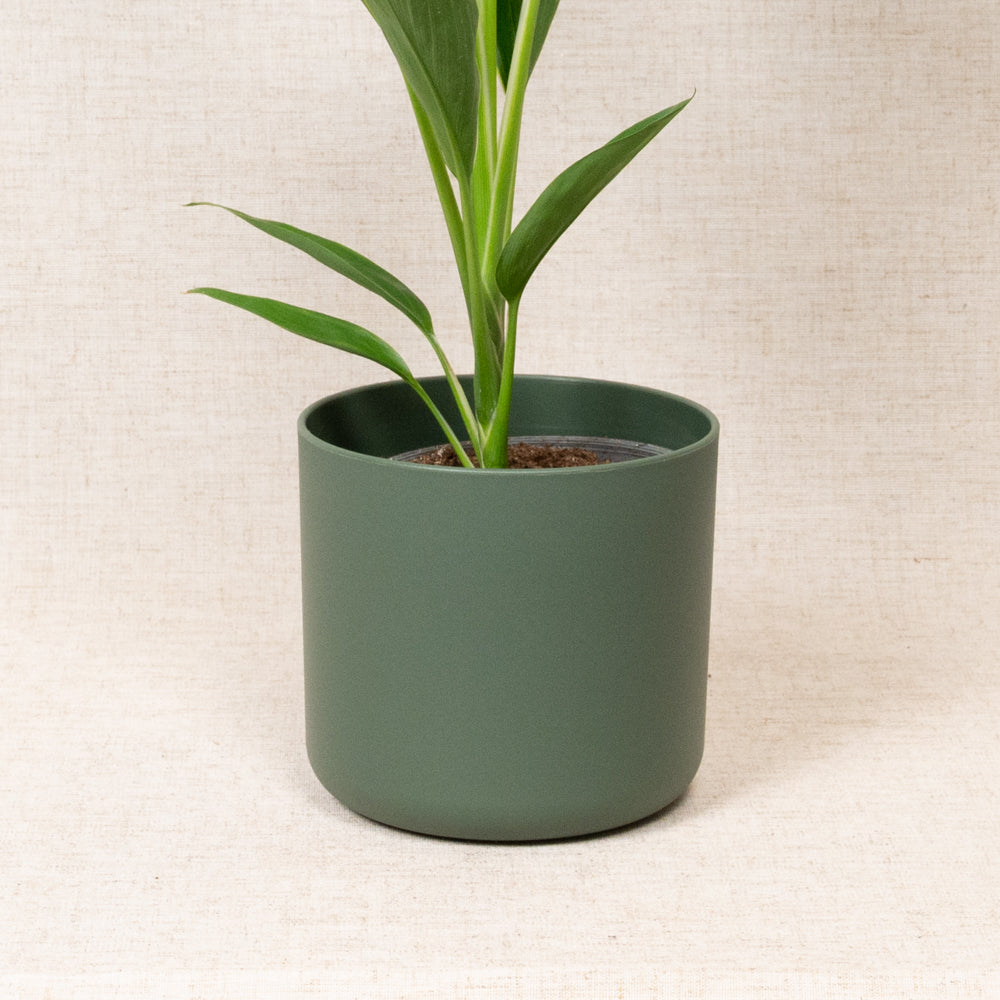 B.For Soft Round Green 14cm