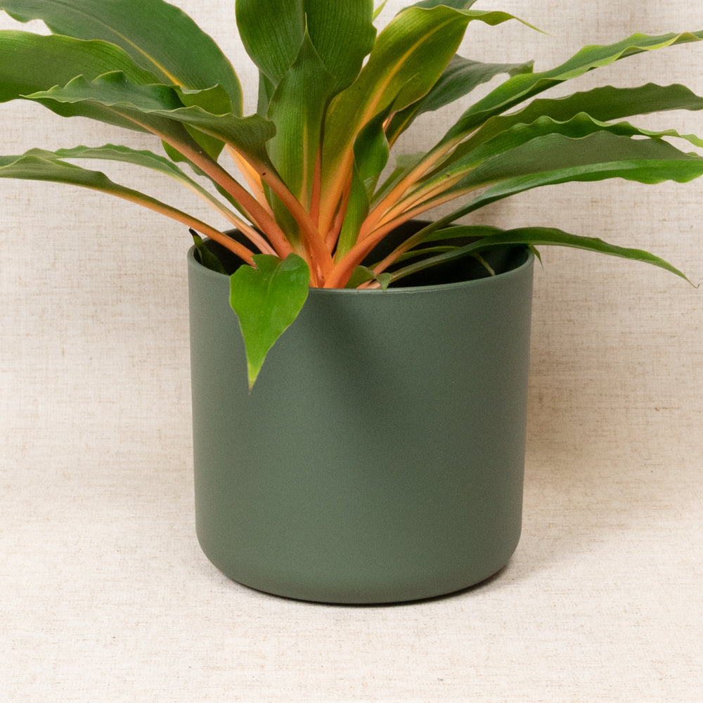 B.For Soft Round Green 16cm