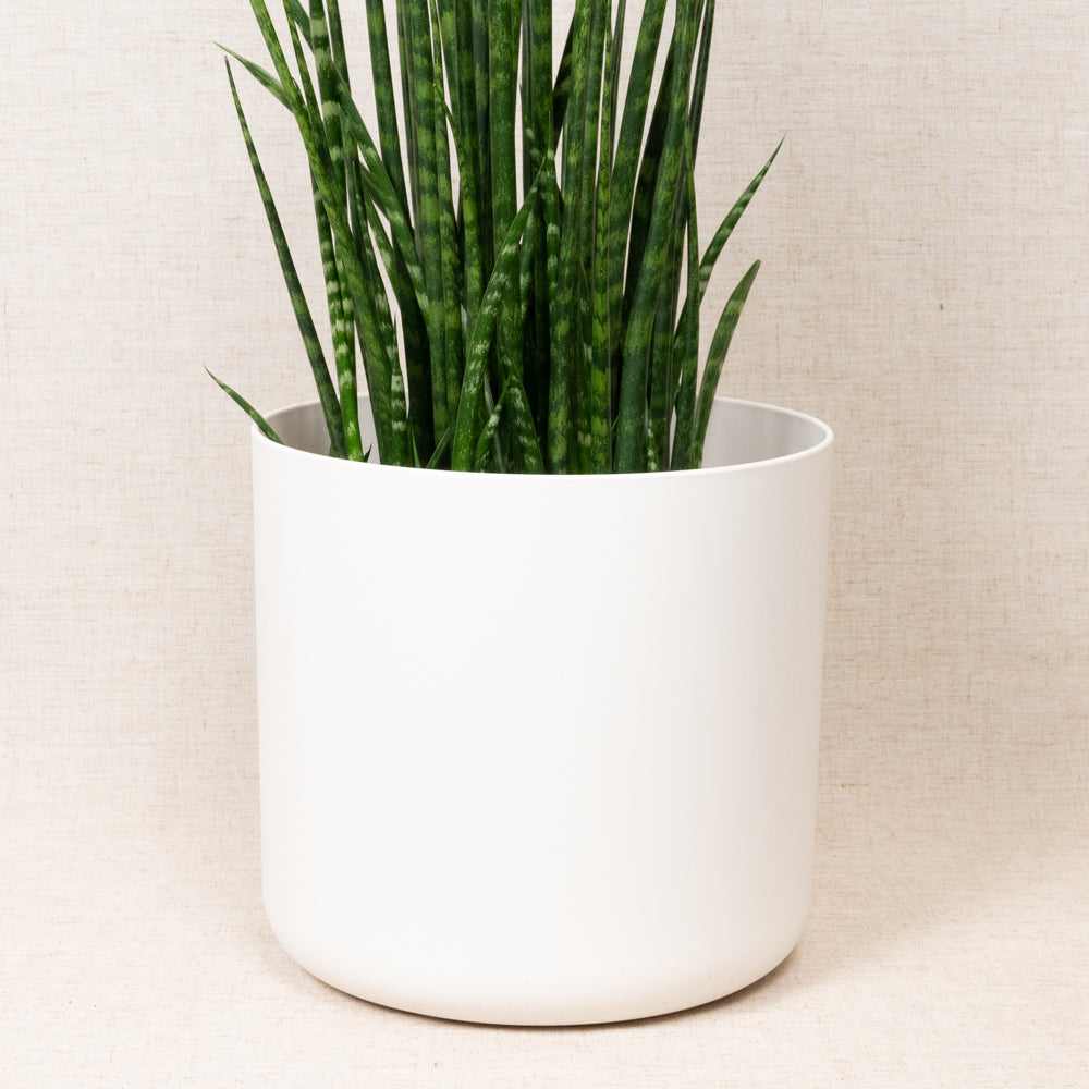 B.For Soft Round White 25cm