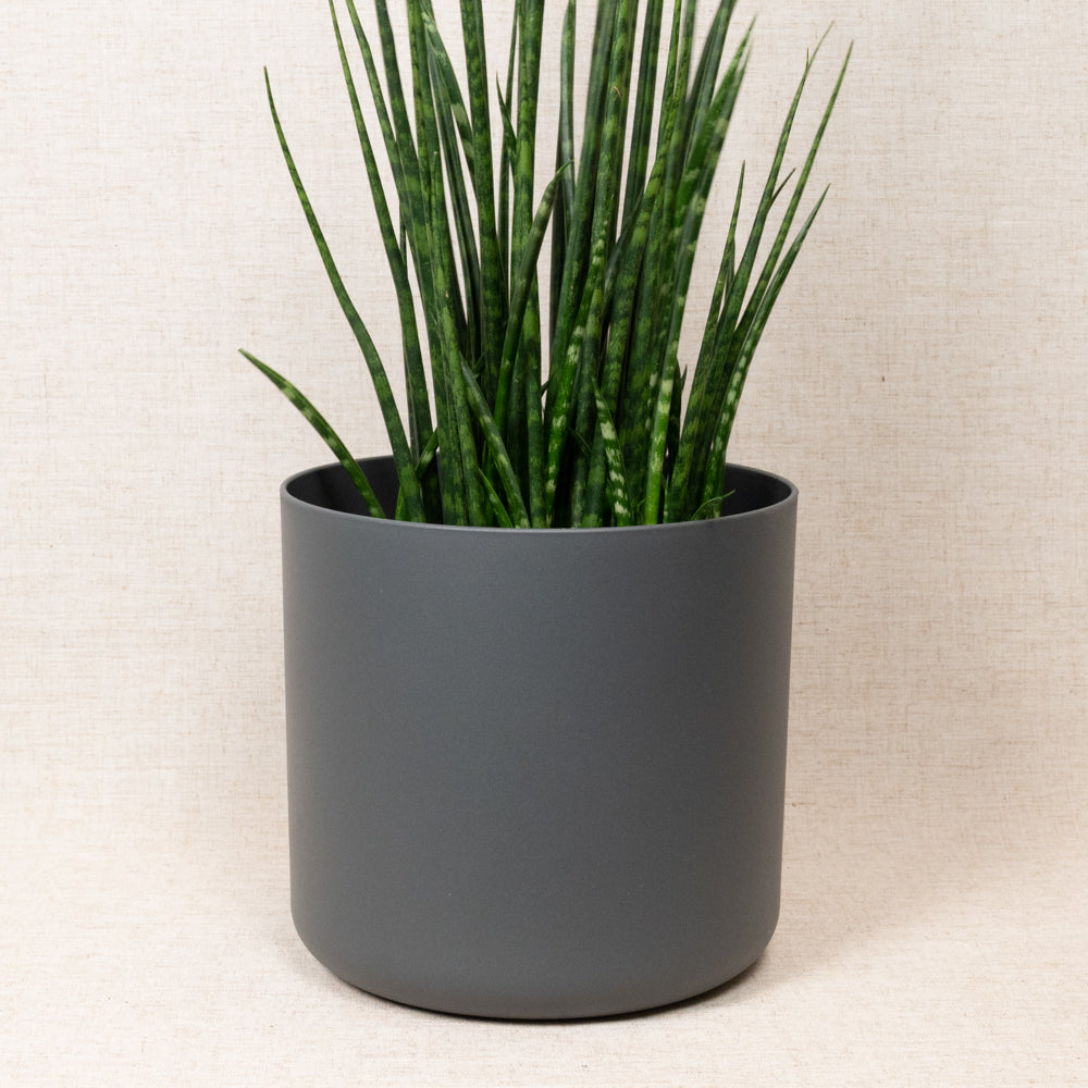 B.For Soft Round Grey 25cm