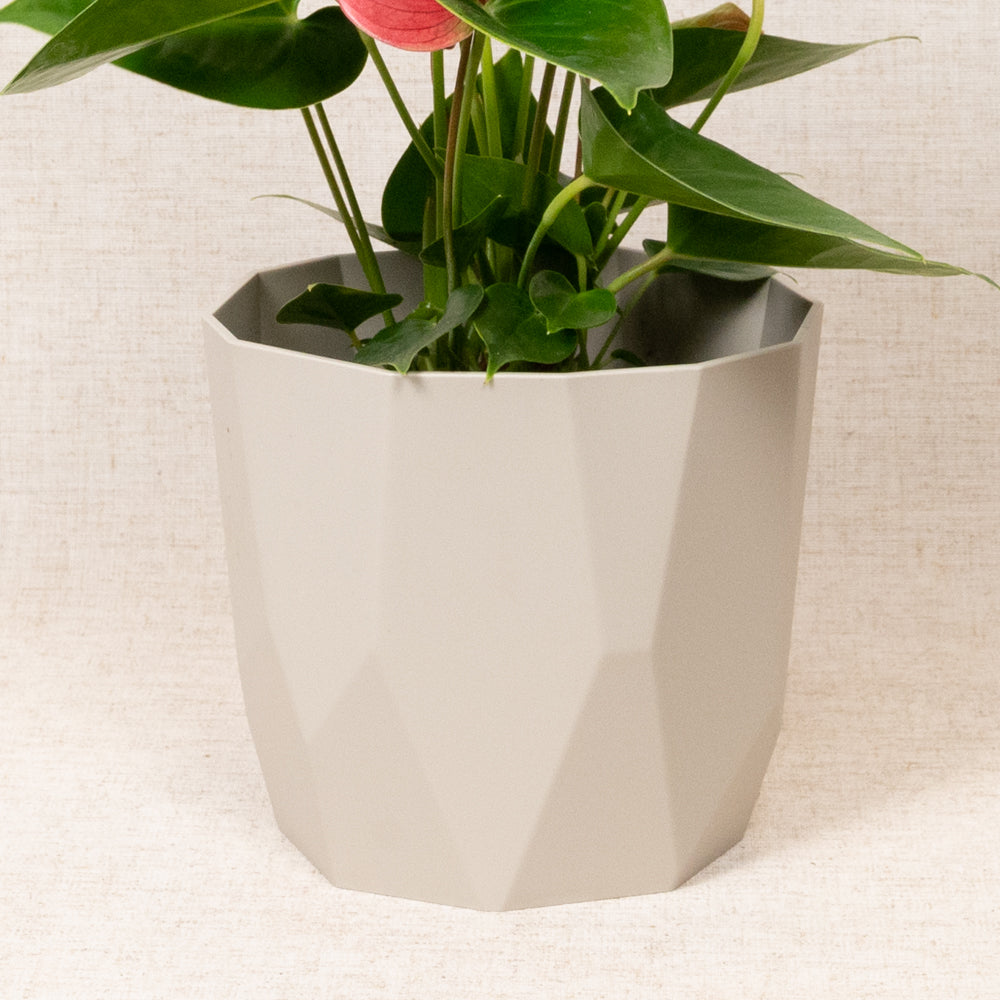 B.For Rock Grey 16cm