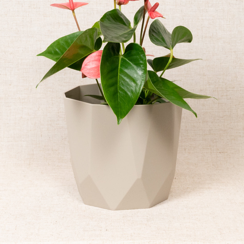 B.For Rock Grey 18cm
