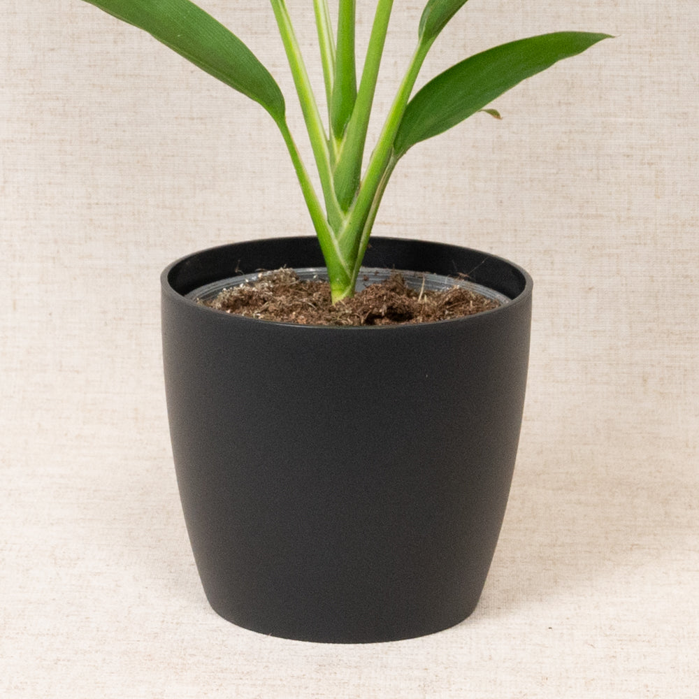 Brussels Round Mini Black 12.5cm