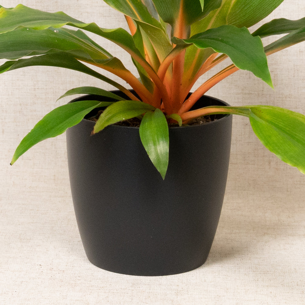 Brussels Round Black 14cm