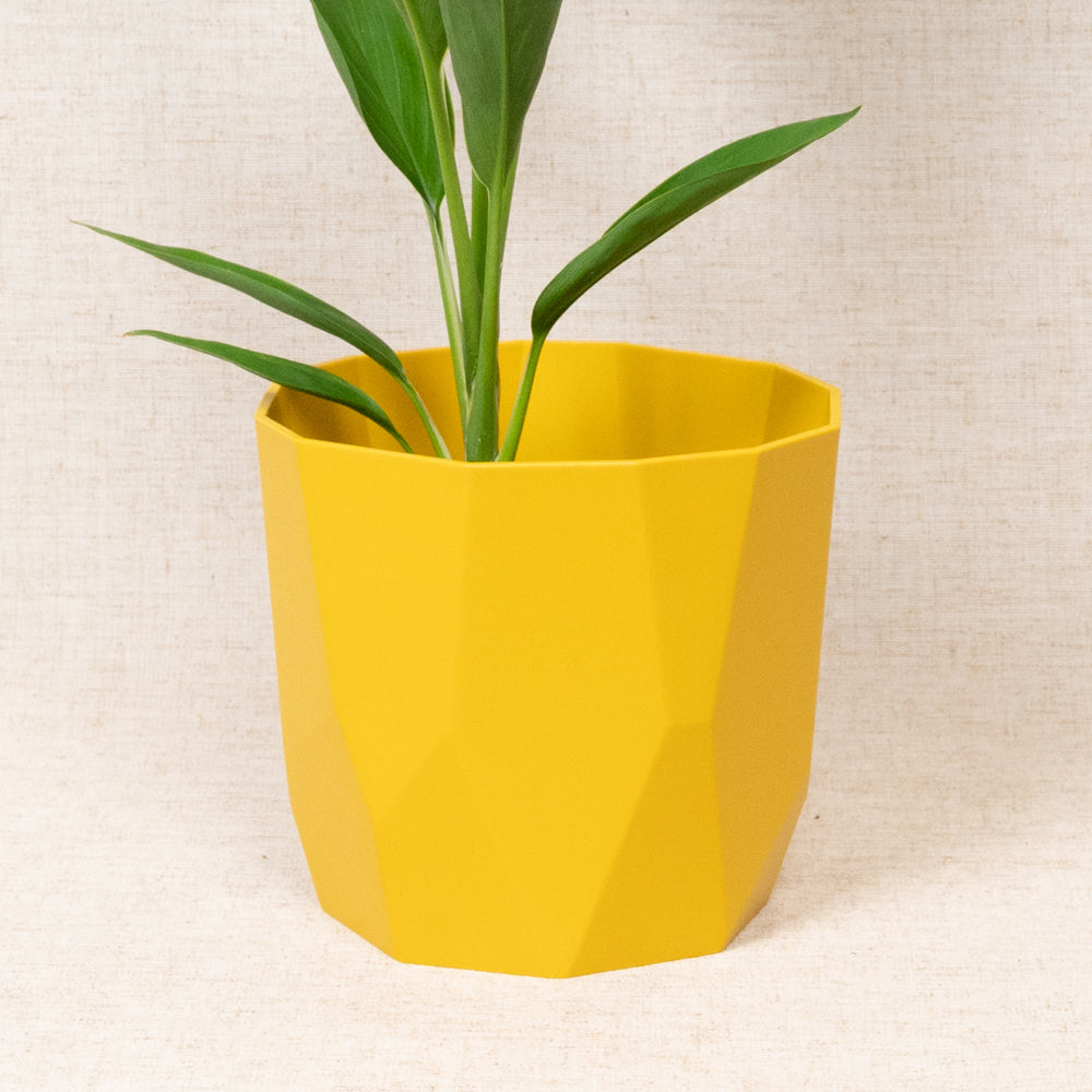 B.For Rock Mustard 16cm