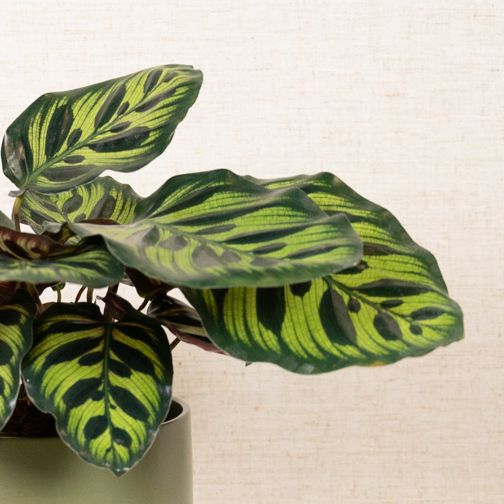 Calathea Makoyana 'Peacock Plant' 20-40cm