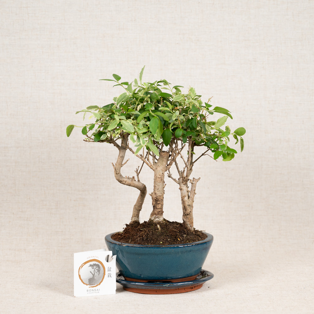 Bonsai Tree Triple Stem