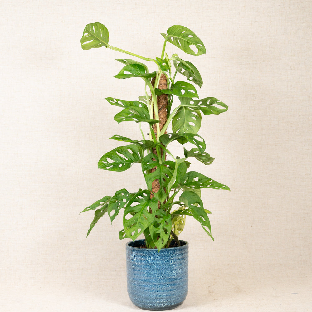 Monstera Obliqua 'Swiss Cheese Monkey Leaf' 60-80cm with support