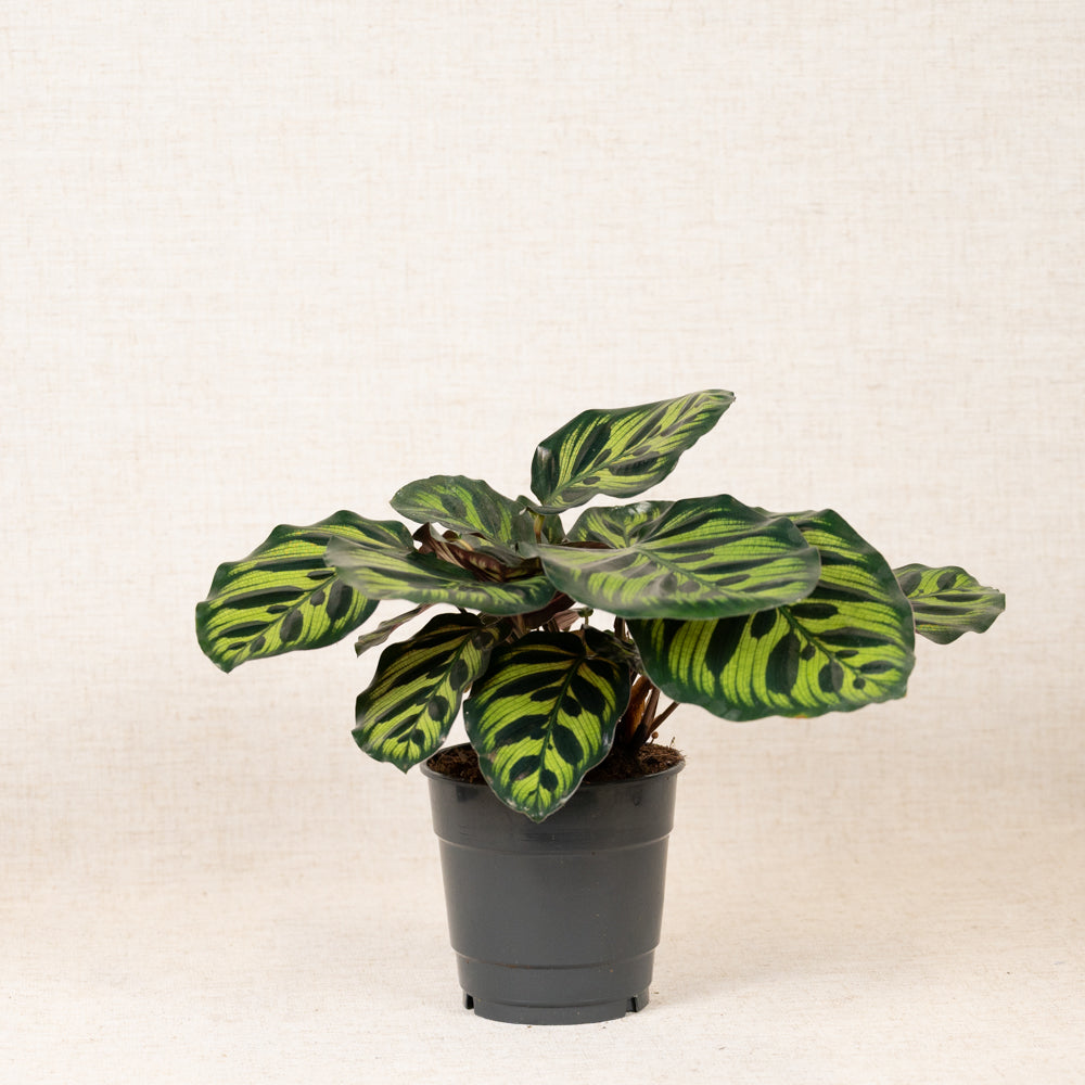 Calathea Makoyana 'Peacock Plant' 20-40cm